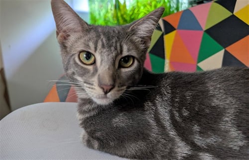 *LARRY - Domestic Short Hair available for adoption