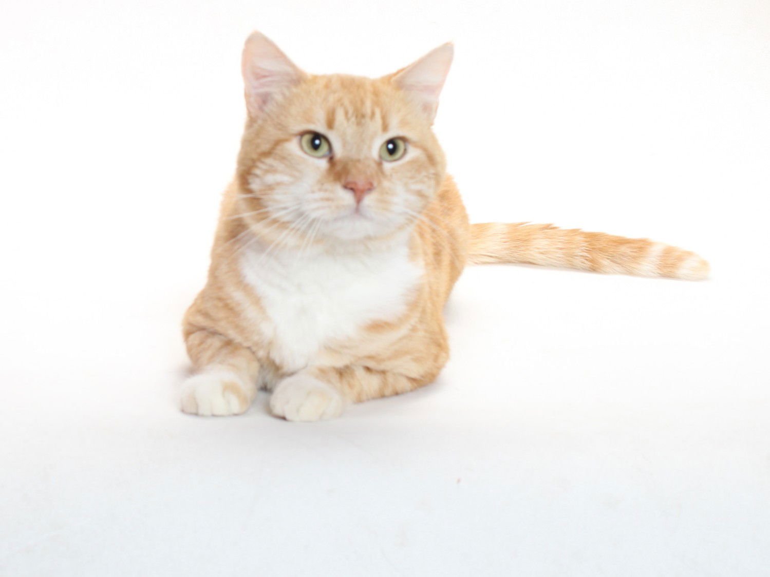 *MORRIS - Domestic Short Hair available for adoption