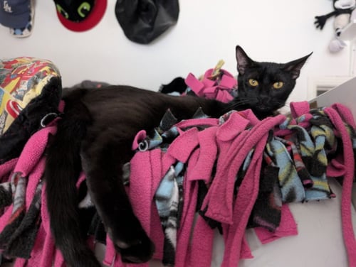 *ESPRESSO - Domestic Short Hair available for adoption