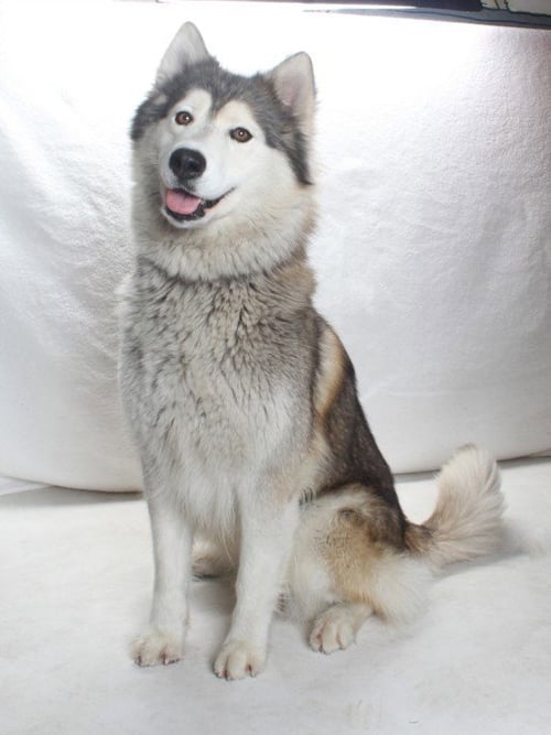 *DUMPLING - Alaskan Malamute available for adoption