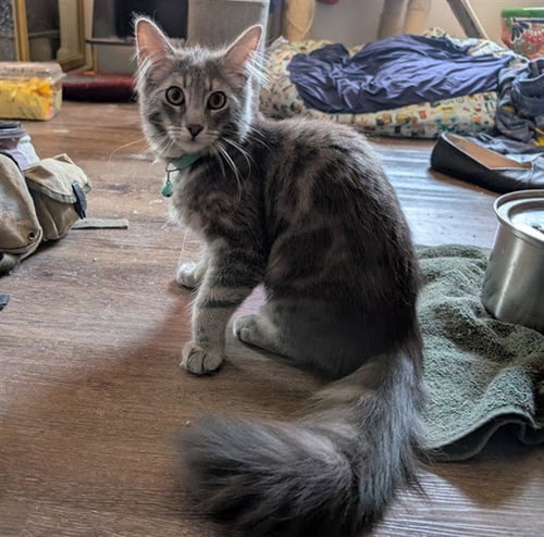 *MOE - Domestic Long Hair available for adoption