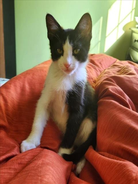 *HENRY - Domestic Short Hair available for adoption