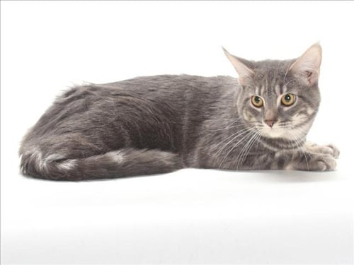 SKY - Domestic Medium Hair available for adoption
