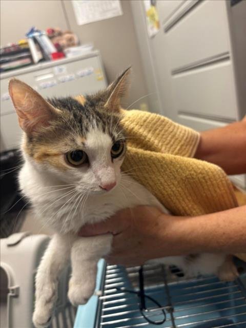 A142439 - Domestic Medium Hair available for adoption