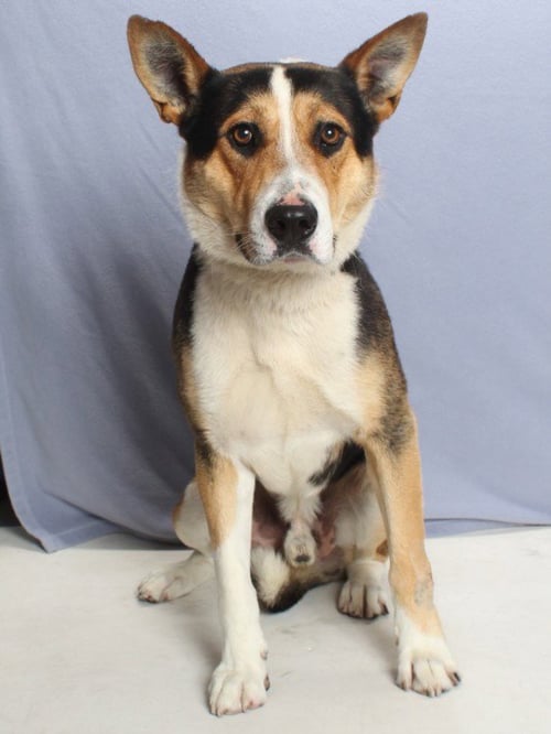 *WALLY - German Shepherd Dog / Collie available for adoption