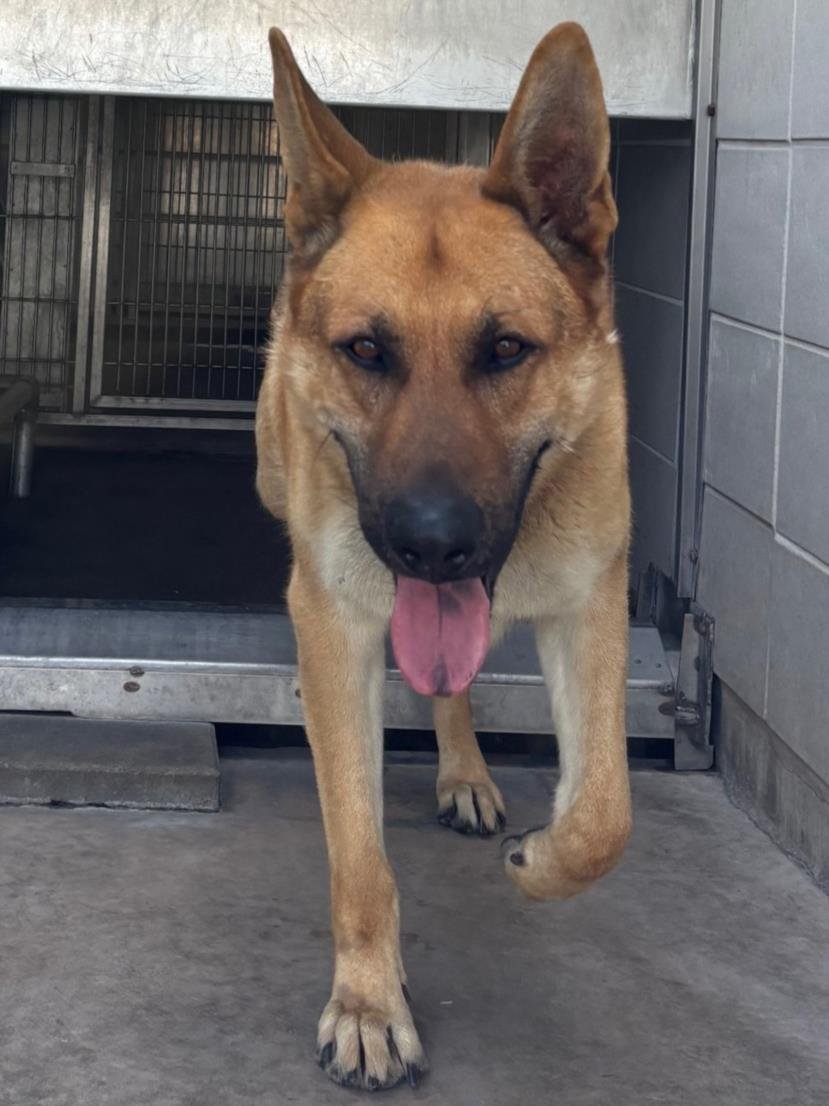 *ZANE - German Shepherd Dog available for adoption