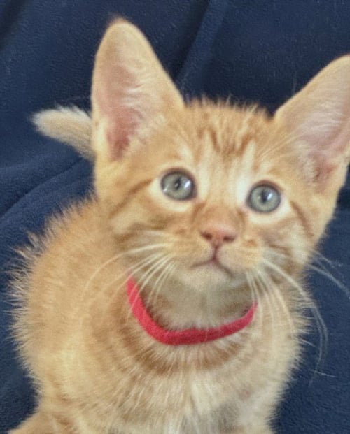 *KIT KAT - Domestic Short Hair available for adoption