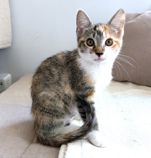 *ADVENTURE GIRL - Domestic Short Hair available for adoption