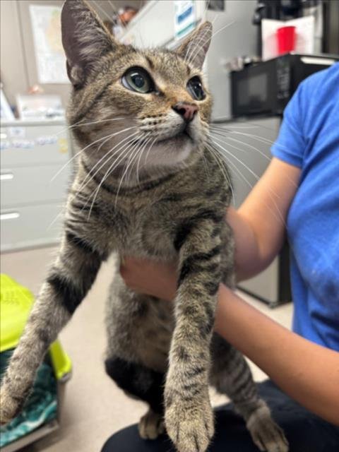 A142752 - Domestic Medium Hair available for adoption