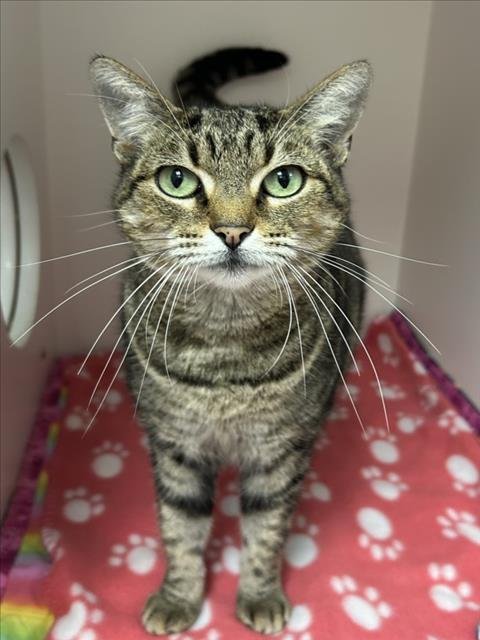 *CHESSIE - Domestic Medium Hair available for adoption