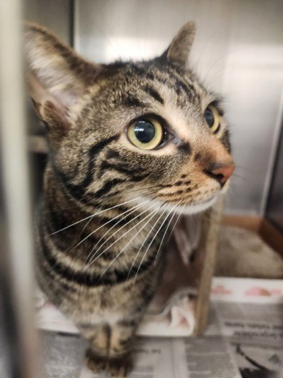 MILA - Domestic Short Hair available for adoption