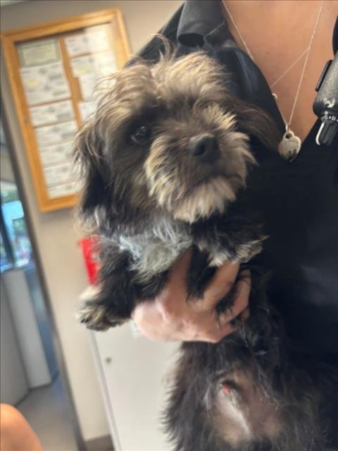 FEFEL - Terrier available for adoption