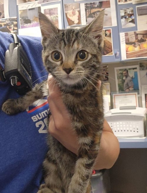 A142743 - Domestic Short Hair available for adoption