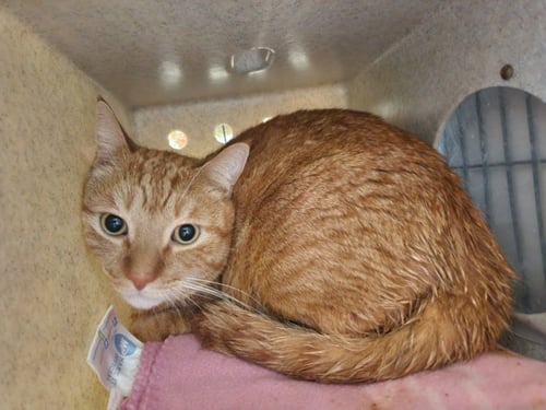 ASAL - Domestic Short Hair available for adoption