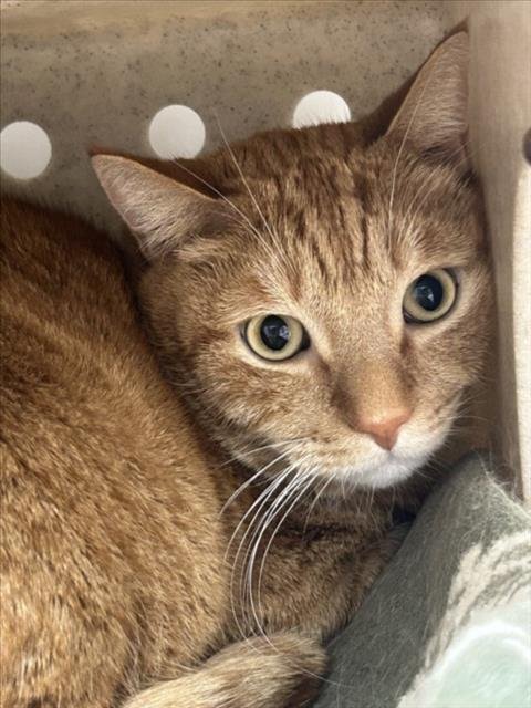 ASAL - Domestic Short Hair available for adoption