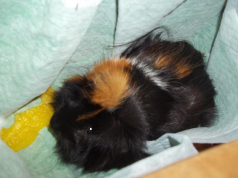 BUDDY - Guinea Pig available for adoption