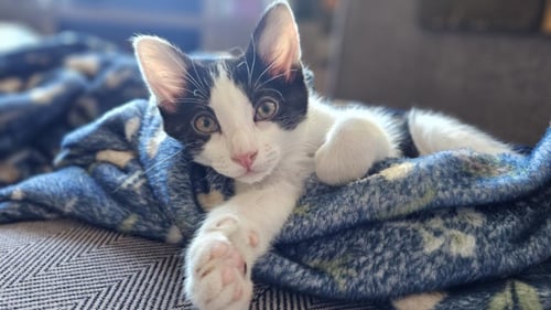 *TODD - Domestic Short Hair available for adoption