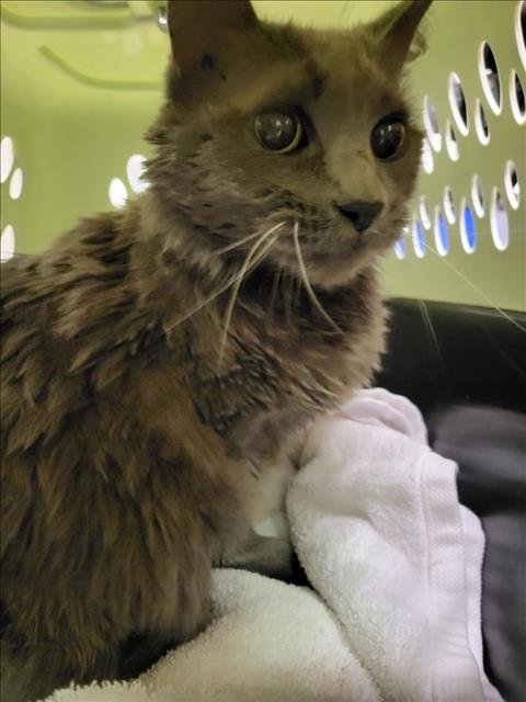 SLATER - Domestic Medium Hair available for adoption