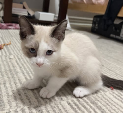 *KENYA - Domestic Medium Hair available for adoption