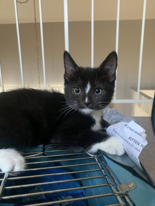 *BARRETT - Domestic Short Hair available for adoption