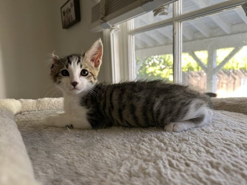 *VINCENT - Domestic Short Hair available for adoption