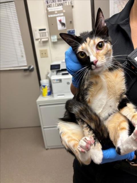*KIMIKO - Domestic Short Hair available for adoption