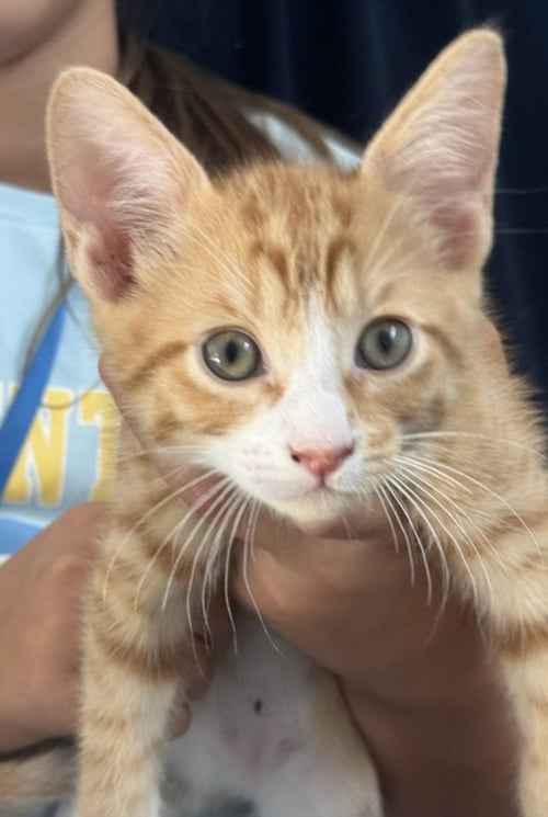 *BUBS - Domestic Short Hair available for adoption