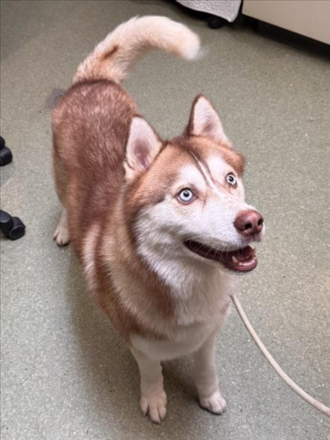 BLU - Husky available for adoption