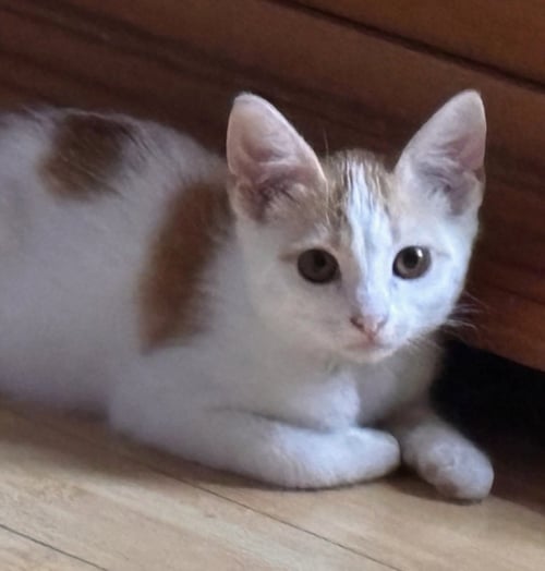 *WAYLON - Domestic Long Hair available for adoption