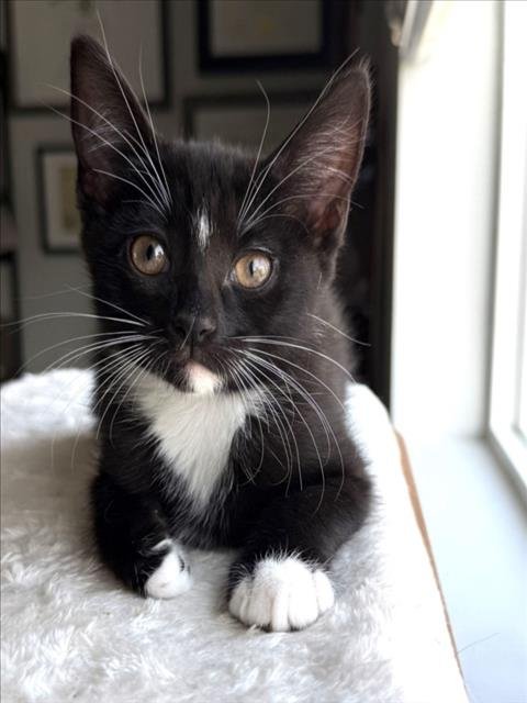 *CHUNKY MONKEY - Domestic Short Hair available for adoption
