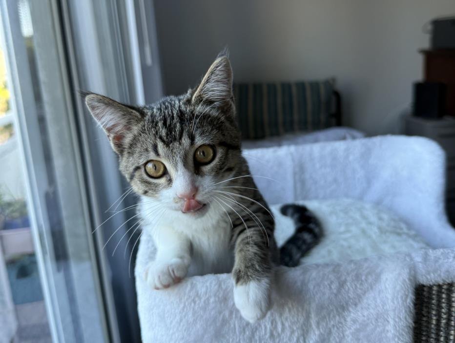 *TILLY - Domestic Short Hair available for adoption