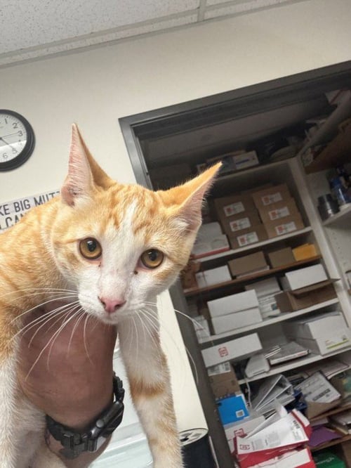 A142792 - Domestic Short Hair available for adoption