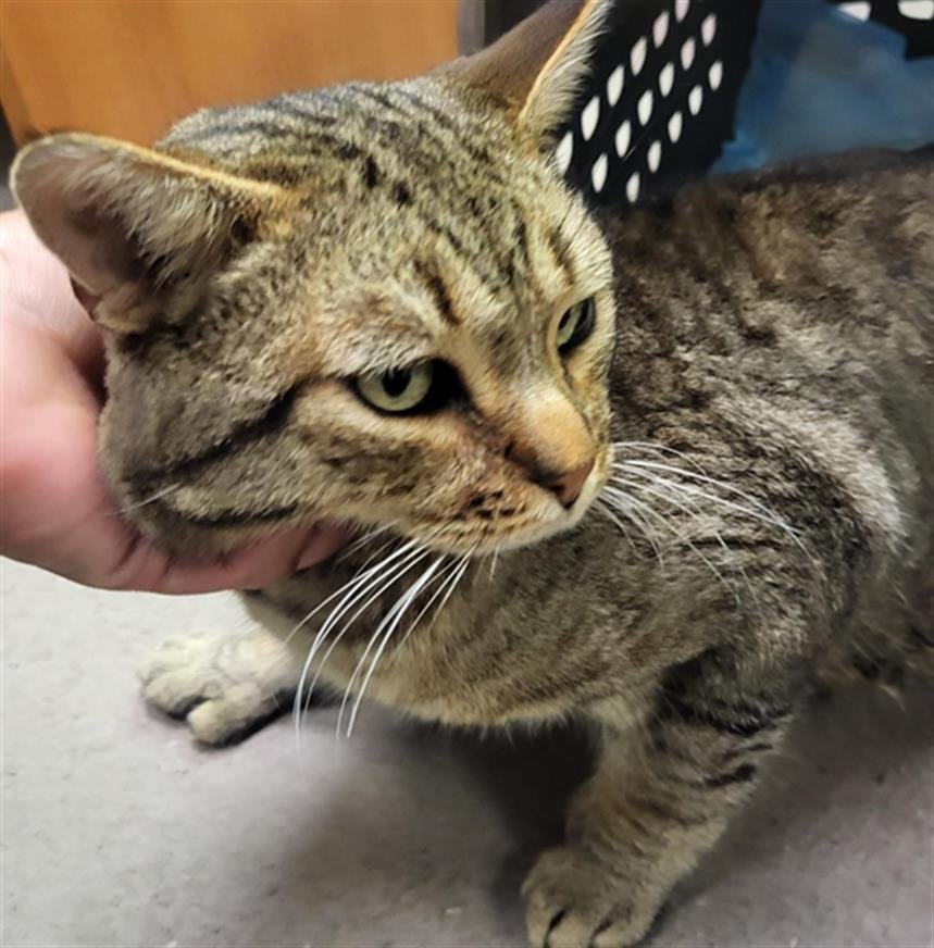 *MOOKIE - Domestic Short Hair available for adoption