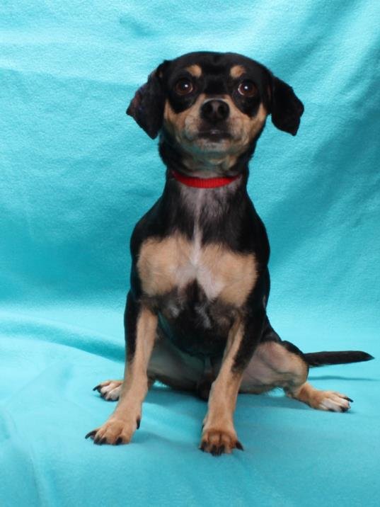 DROOPY - Chihuahua available for adoption