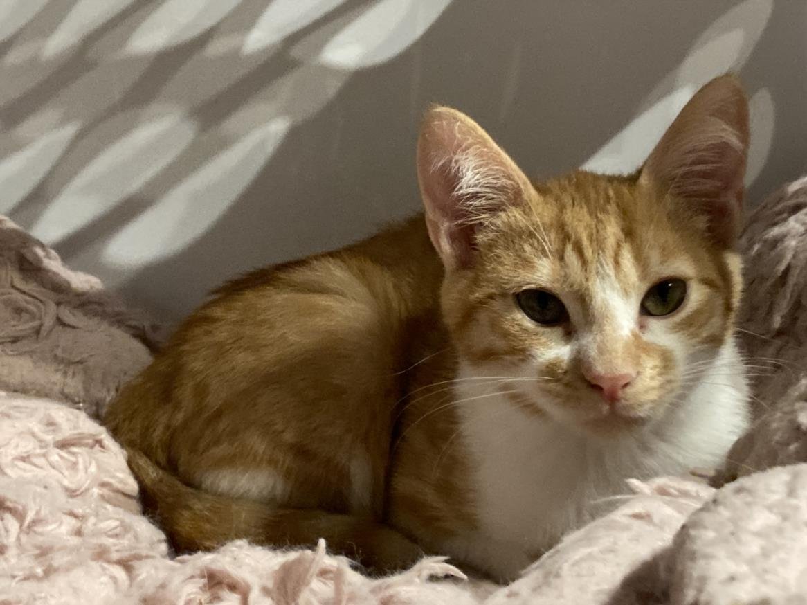 *ALFIE - Domestic Short Hair available for adoption