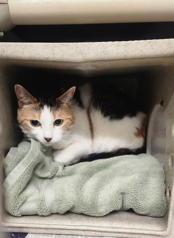 ATHENA - Domestic Short Hair available for adoption