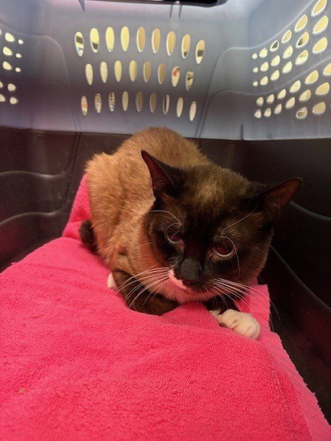 *NEWT - Domestic Short Hair for adoption in Glendale