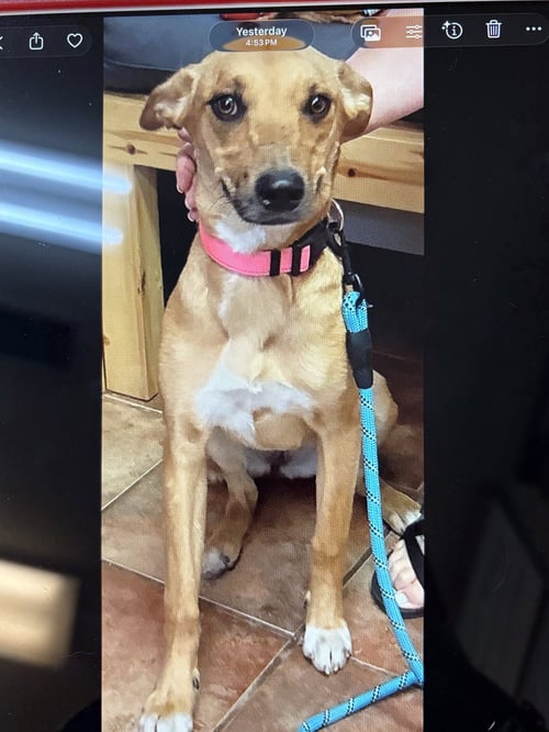 WINNIE - Shepherd / Terrier available for adoption