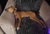 Winnie - Photo 3