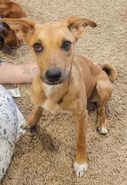 WINNIE - Shepherd / Terrier available for adoption