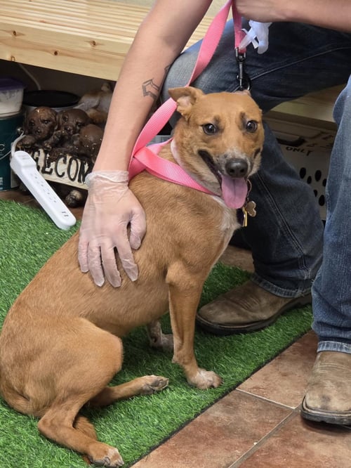 RUBY - Red Heeler available for adoption