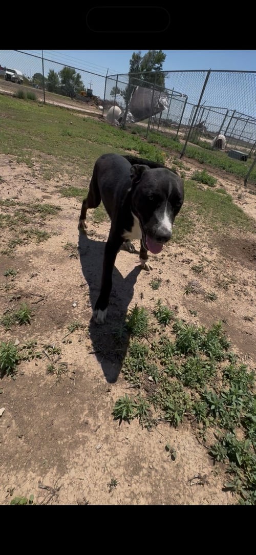 TUCKER - Siberian Husky / Pit Bull Terrier available for adoption