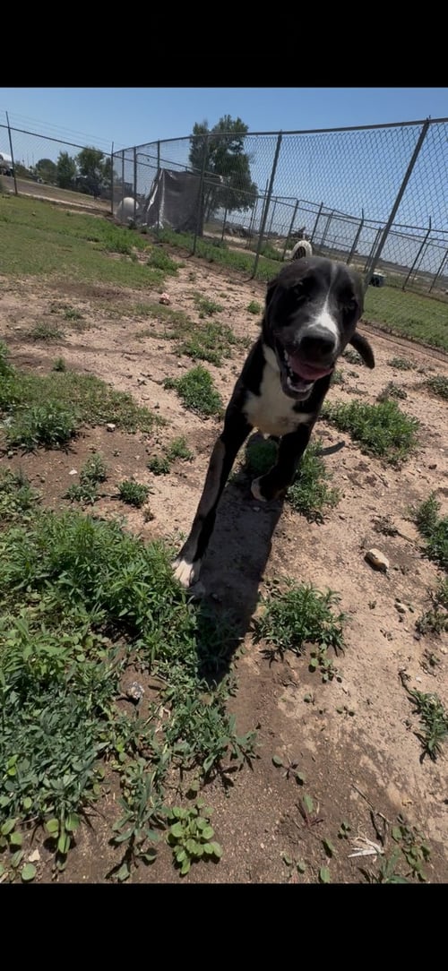 TUCKER - Siberian Husky / Pit Bull Terrier available for adoption