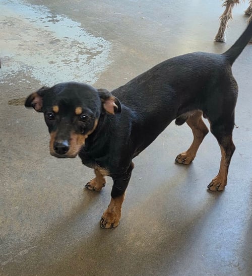 SPARKY - Dachshund available for adoption