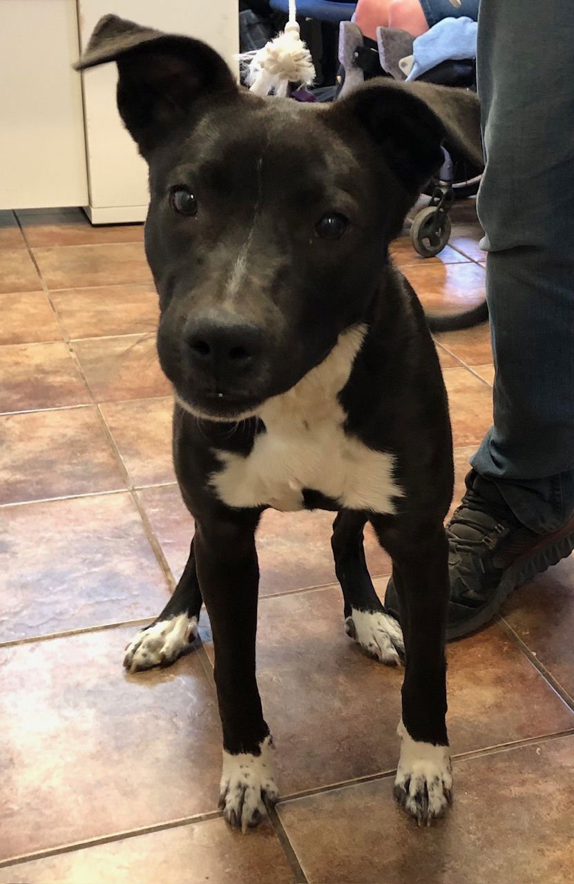 RAVEN - Labrador Retriever available for adoption