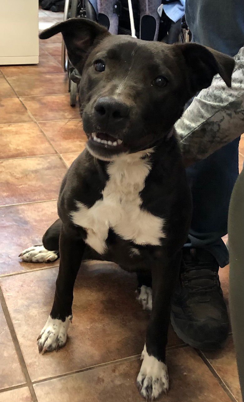 RAVEN - Labrador Retriever available for adoption