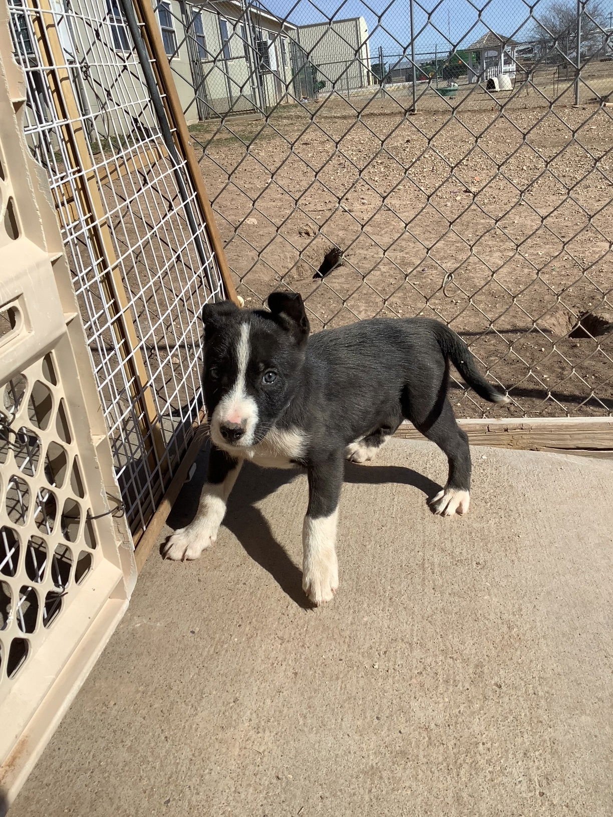 TATOR - Siberian Husky / Pit Bull Terrier available for adoption