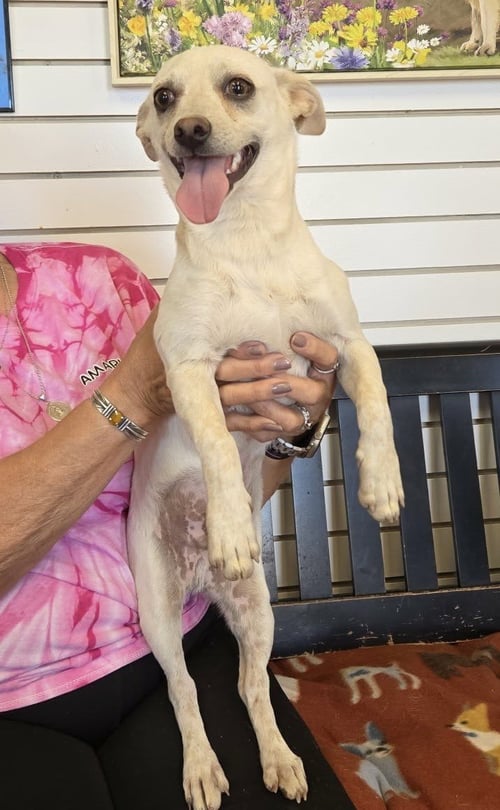 RASPY - Chihuahua / Dachshund available for adoption
