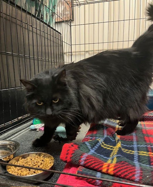 FELICITY - Domestic Long Hair available for adoption