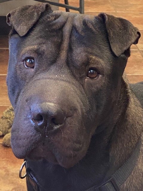 BEAR - Shar Pei available for adoption